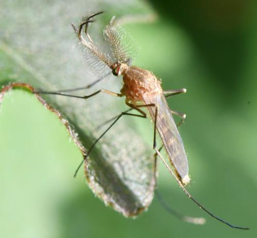 Réf. 327 641 : Culex pipiens